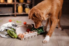 Bildnummer Industriefutter für Hunde: Denaturierung, Übersäuerung und Alternativen für eine gesunde Ernährung
