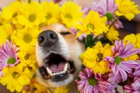 Bildnummer Von Juckreiz bis Niesen: Alles was du über Allergien bei Hunden wissen musst - Ein umfassender Ratgeber
