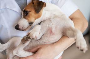 Bildnummer Schwindelgefühle beim Hund: Ursachen, Symptome und Behandlung des Vestibularsyndroms - Ein umfassender Leitfaden für Hundebesitzer