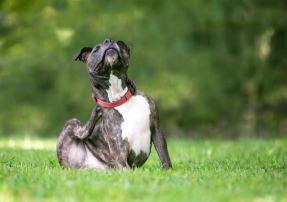 Bildnummer Flöhe beim Hund: Natürliche Prävention und Behandlung - Ein umfassender Ratgeber