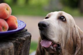 Bildnummer Sicher und lecker: Eine Übersicht über das Obst, das Hunde bedenkenlos essen können