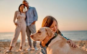Bildnummer Harmonie auf vier Pfoten: Grundlagen der Hundeerziehung für ein glückliches Miteinander