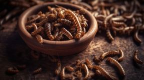 Bildnummer Mehlwürmer: Der Schlüssel zu einer nachhaltigen und nahrhaften Futterquelle für diverse Tierarten