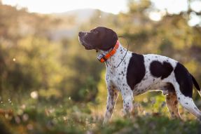 Bildnummer [ANZEIGE] Ratgeber zum Thema Hunde GPS-Tracker