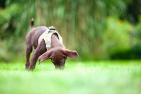 Bildnummer Gründe für Grasfressen bei Hunden: Ursachen & Lösungen