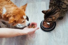 Bildnummer Der ultimative Ratgeber: Nassfutter, Trockenfutter oder Rohfutter - Welches ist das Beste für dein Haustier?