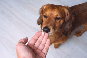 Bildnummer MDR1-Gendefekt beim Hund: Ein umfassender Ratgeber zu Symptomen, Diagnose und Behandlung
