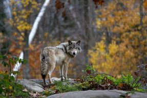 Bildnummer Die faszinierende Welt von Wolf und Hund: Ein detaillierter Vergleich