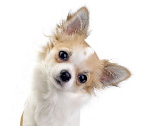 Bildnummer Chihuahua: Charmanter Mini-Hund mit Großem Herz
