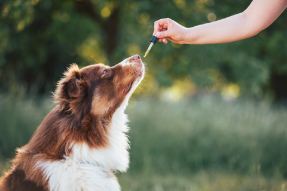 Bildnummer Lachsöl für Hunde: Basiswissen & Anwendung