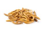 Getrocknete Mehlwürmer kaufen - 250 g - 1 kg