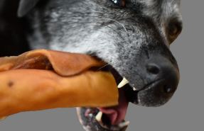 Bildnummer Stress beim Hund