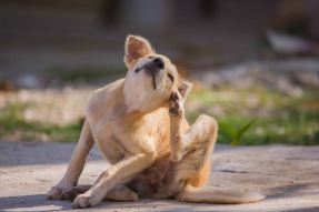 Bildnummer Hypoallergene Kauartikel für Hunde